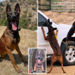 Gunman shot dead by cops after killing their police K-9