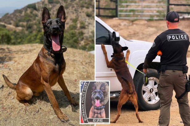 Gunman shot dead by cops after killing their police K-9