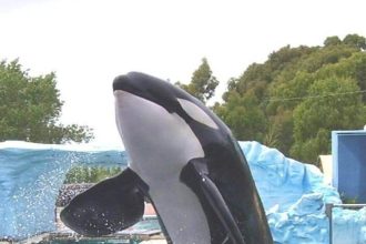 His name is Kshamenk