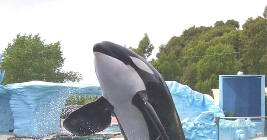 His name is Kshamenk