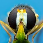 Hoverflies: The long-overlooked insects that could save our crops