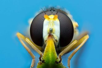 Hoverflies: The long-overlooked insects that could save our crops