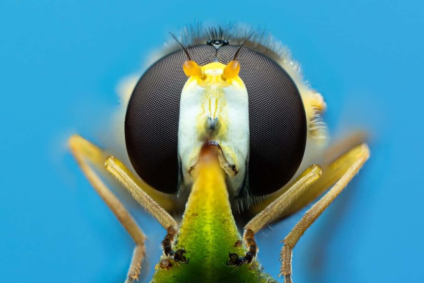 Hoverflies: The long-overlooked insects that could save our crops