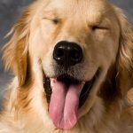 Humans Share a Surprising Genetic Link With Golden Retrievers : ScienceAlert