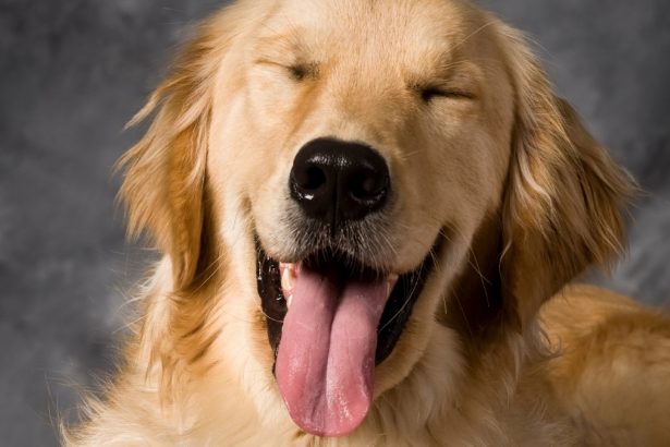Humans Share a Surprising Genetic Link With Golden Retrievers : ScienceAlert