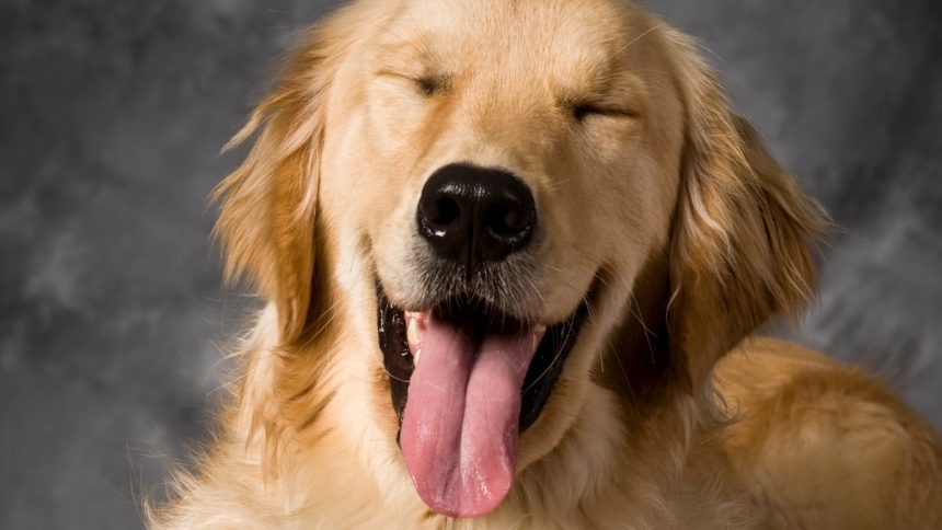 Humans Share a Surprising Genetic Link With Golden Retrievers : ScienceAlert