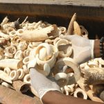 Illegal Wildlife Trade Tied to Drugs, Arms, and Human Trafficking