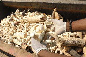 Illegal Wildlife Trade Tied to Drugs, Arms, and Human Trafficking