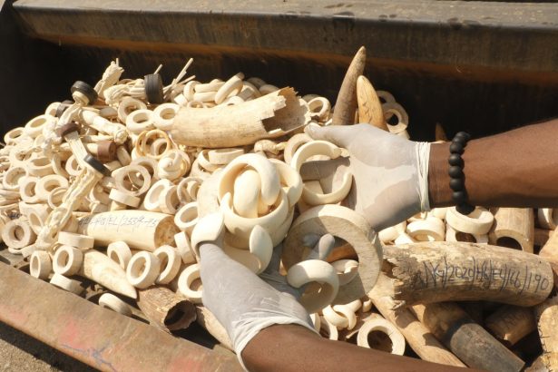 Illegal Wildlife Trade Tied to Drugs, Arms, and Human Trafficking