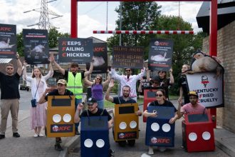 KFC chickens suffering ‘on rise’