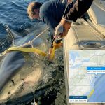 Largest male great white shark ever recorded, Contender, pinged off New Jersey coast