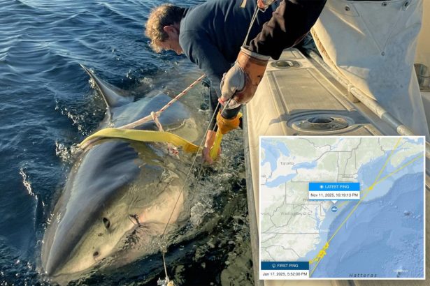 Largest male great white shark ever recorded, Contender, pinged off New Jersey coast