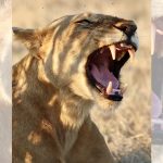 Lions have a second roar that no one noticed until now