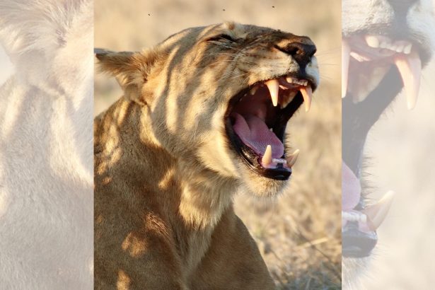 Lions have a second roar that no one noticed until now
