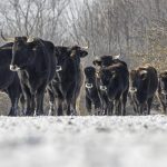 Lynx, beavers and aurochs return to Highlands