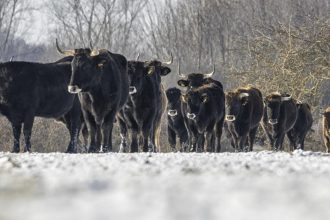 Lynx, beavers and aurochs return to Highlands