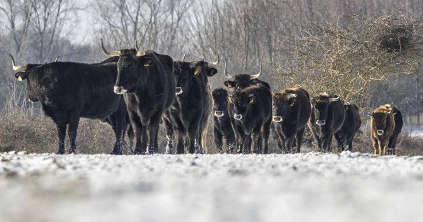 Lynx, beavers and aurochs return to Highlands