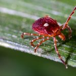Man With Tick-Borne Meat Allergy Dies after Eating Burger