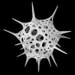 Michael Benson’s Nanocosmos Explores Natural Design through Scanning Electron Microscopy