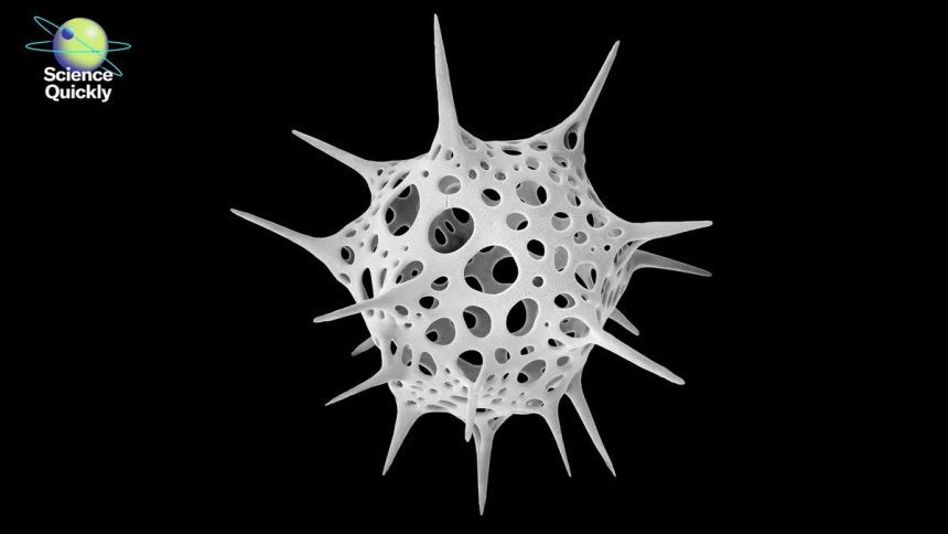 Michael Benson’s Nanocosmos Explores Natural Design through Scanning Electron Microscopy