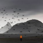 Mosquitoes Found in Iceland for the First Time amid Climate Change