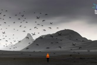 Mosquitoes Found in Iceland for the First Time amid Climate Change