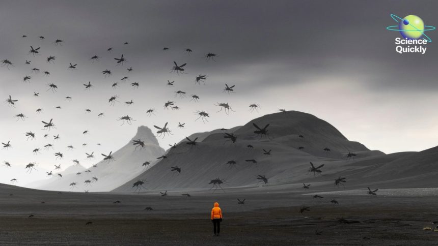Mosquitoes Found in Iceland for the First Time amid Climate Change