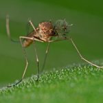 Mosquitoes infiltrated Iceland. Will they survive the winter?