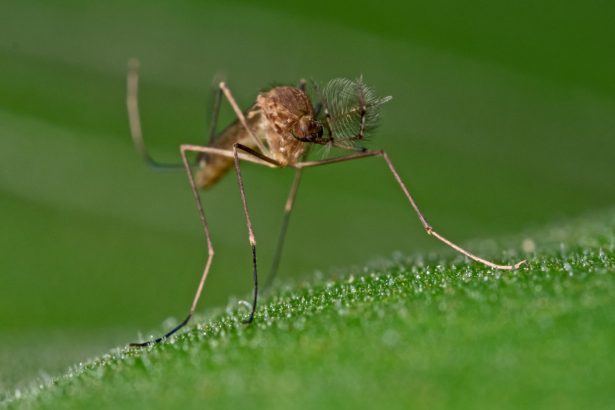 Mosquitoes infiltrated Iceland. Will they survive the winter?
