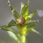 Moss Survived 9 Months in The Vacuum of Space : ScienceAlert