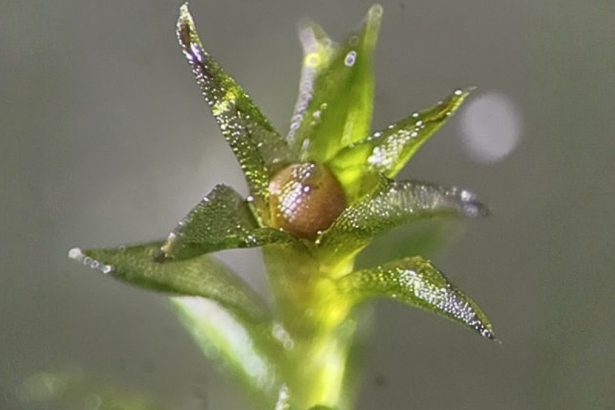 Moss Survived 9 Months in The Vacuum of Space : ScienceAlert