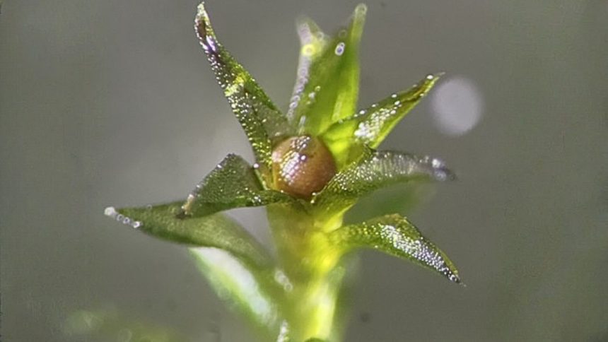 Moss Survived 9 Months in The Vacuum of Space : ScienceAlert