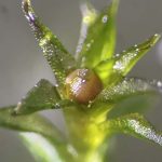 Moss spores survive and germinate after 283-day ‘space walk’