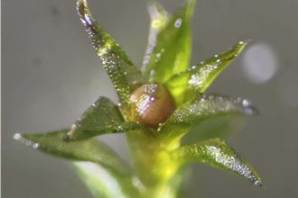 Moss spores survive and germinate after 283-day ‘space walk’