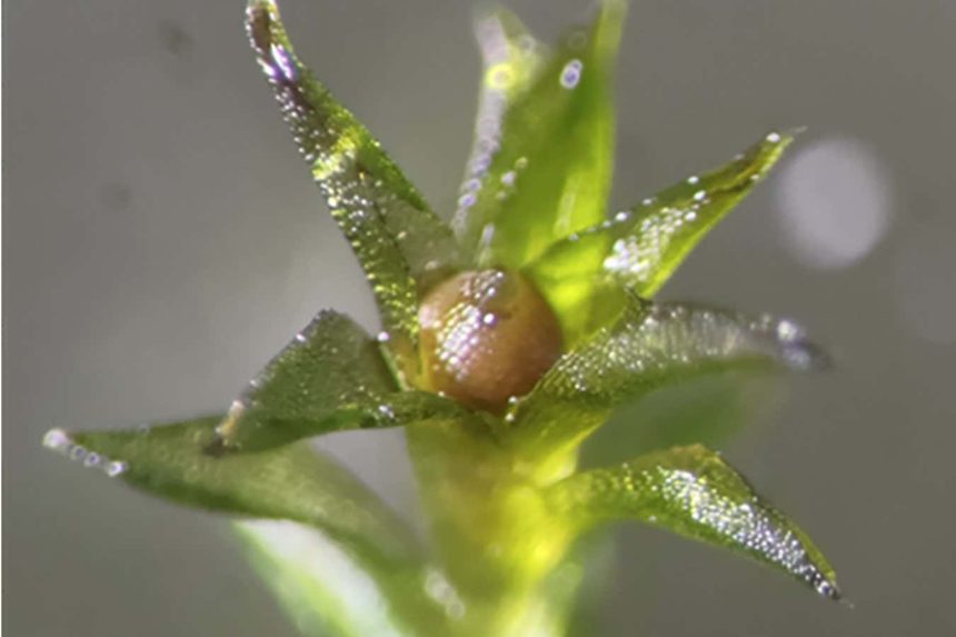 Moss spores survive and germinate after 283-day ‘space walk’