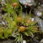 Moss spores survived in space for 9 months