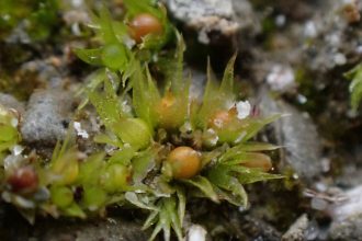 Moss spores survived in space for 9 months