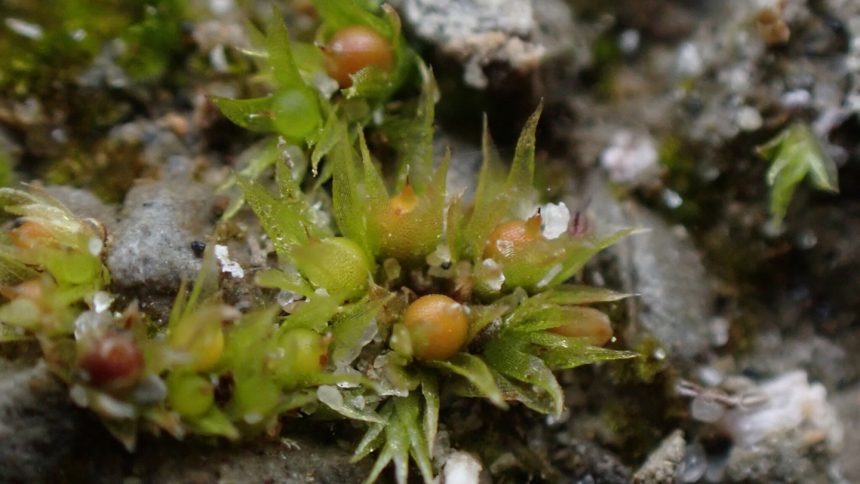 Moss spores survived in space for 9 months