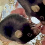 Mouse ‘midwives’ help their pregnant companions give birth