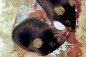 Mouse ‘midwives’ help their pregnant companions give birth