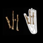 Mysterious Fossil Foot Belonged to Ancient Human that Lived Alongside ‘Lucy’