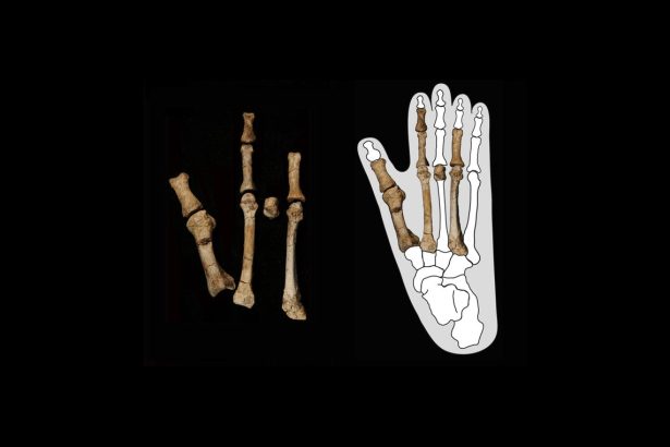 Mysterious Fossil Foot Belonged to Ancient Human that Lived Alongside ‘Lucy’