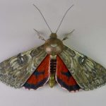 New Scientist recommends the Society of Wildlife Artists’ annual expo