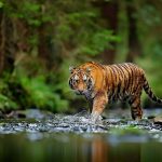 New book tells compelling tale of the fight to save the Siberian tiger