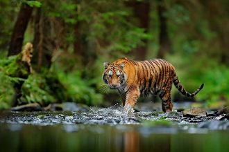 New book tells compelling tale of the fight to save the Siberian tiger