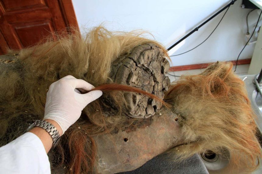 Oldest ever RNA sample recovered from woolly mammoth