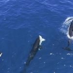 Orcas are ganging up on great white sharks to eat their livers