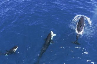 Orcas are ganging up on great white sharks to eat their livers