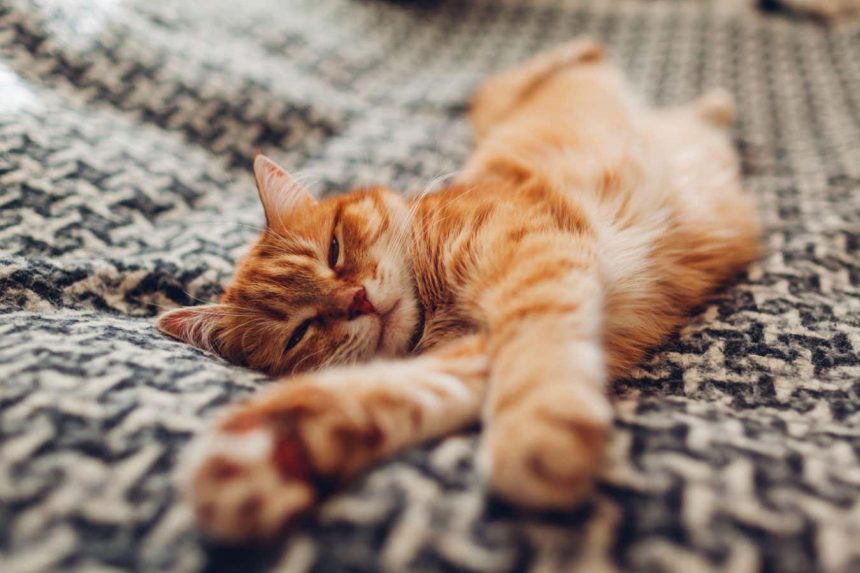 Origin story of domestic cats rewritten by genetic analysis