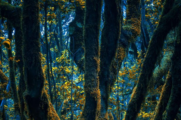 Otherworldly Photos of Forests by Michelle Blancke Explore Mysticism and Transformation — Colossal